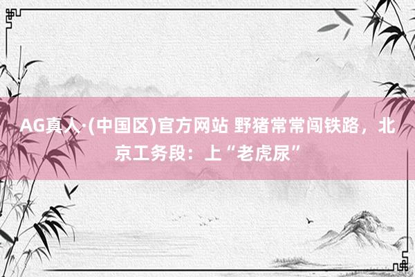 AG真人·(中国区)官方网站 野猪常常闯铁路,北京工务段:上“老虎尿”